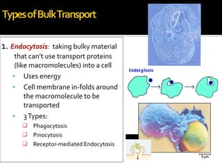 1. Endocytosis:  taking bulky material
    that can’t use transport proteins
    (like macromolecules) into a cell
   • Uses energy
   • Cell membrane in-folds around
        the macromolecule to be
        transported
   • 3 Types:
       Phagocytosis
       Pinocytosis
       Receptor-mediated Endocytosis
 