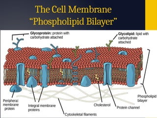 Comprehensive Overview of Cell Membrane Structure and Transport ...