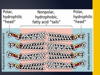 Comprehensive Overview of Cell Membrane Structure and Transport ...