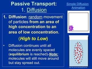 Passive Transport:
1. Diffusion
1. Diffusion: random movement
of particles from an area of
high concentration to an
area of low concentration.
(High to Low)
• Diffusion continues until all
molecules are evenly spaced
(equilibrium is reached)-Note:
molecules will still move around
but stay spread out.
http://bio.winona.edu/berg/Free.htm
Simple Diffusion
Animation
 