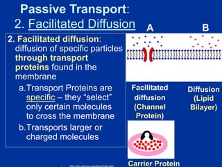 2. Facilitated diffusion:
diffusion of specific particles
through transport
proteins found in the
membrane
a.Transport Proteins are
specific – they “select”
only certain molecules
to cross the membrane
b.Transports larger or
charged molecules
Facilitated
diffusion
(Channel
Protein)
Diffusion
(Lipid
Bilayer)
Passive Transport:
2. Facilitated Diffusion
Carrier Protein
A B
 