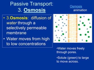 • 3.Osmosis: diffusion of
water through a
selectively permeable
membrane
• Water moves from high
to low concentrations
•Water moves freely
through pores.
•Solute (green) to large
to move across.
Osmosis
animation
Passive Transport:
3. Osmosis
 