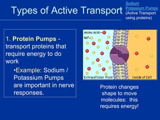 Types of Active Transport
1. Protein Pumps -
transport proteins that
require energy to do
work
•Example: Sodium /
Potassium Pumps
are important in nerve
responses.
Sodium
Potassium Pumps
(Active Transport
using proteins)
Protein changes
shape to move
molecules: this
requires energy!
 