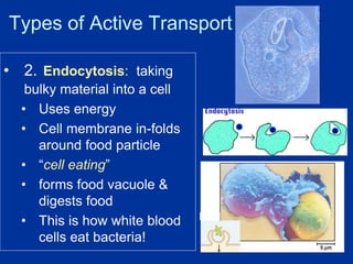 Types of Active Transport
• 2. Endocytosis: taking
bulky material into a cell
• Uses energy
• Cell membrane in-folds
around food particle
• “cell eating”
• forms food vacuole &
digests food
• This is how white blood
cells eat bacteria!
 
