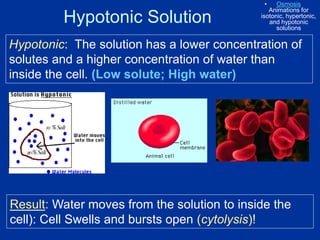 Hypotonic Solution
Hypotonic: The solution has a lower concentration of
solutes and a higher concentration of water than
inside the cell. (Low solute; High water)
Result: Water moves from the solution to inside the
cell): Cell Swells and bursts open (cytolysis)!
• Osmosis
Animations for
isotonic, hypertonic,
and hypotonic
solutions
 