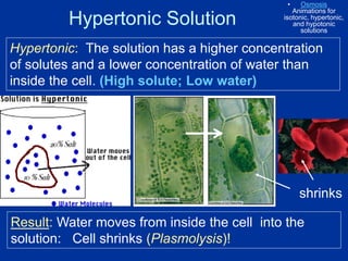 Hypertonic Solution
Hypertonic: The solution has a higher concentration
of solutes and a lower concentration of water than
inside the cell. (High solute; Low water)
Result: Water moves from inside the cell into the
solution: Cell shrinks (Plasmolysis)!
• Osmosis
Animations for
isotonic, hypertonic,
and hypotonic
solutions
shrinks
 