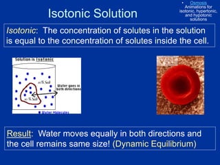 Isotonic Solution
Isotonic: The concentration of solutes in the solution
is equal to the concentration of solutes inside the cell.
Result: Water moves equally in both directions and
the cell remains same size! (Dynamic Equilibrium)
• Osmosis
Animations for
isotonic, hypertonic,
and hypotonic
solutions
 