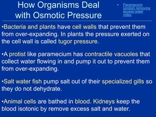 How Organisms Deal
with Osmotic Pressure
• Paramecium
(protist) removing
excess water
video
•Bacteria and plants have cell walls that prevent them
from over-expanding. In plants the pressure exerted on
the cell wall is called tugor pressure.
•A protist like paramecium has contractile vacuoles that
collect water flowing in and pump it out to prevent them
from over-expanding.
•Salt water fish pump salt out of their specialized gills so
they do not dehydrate.
•Animal cells are bathed in blood. Kidneys keep the
blood isotonic by remove excess salt and water.
 