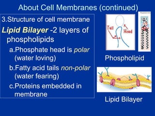 3.Structure of cell membrane
Lipid Bilayer -2 layers of
phospholipids
a.Phosphate head is polar
(water loving)
b.Fatty acid tails non-polar
(water fearing)
c.Proteins embedded in
membrane
About Cell Membranes (continued)
Phospholipid
Lipid Bilayer
 