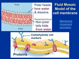 Proteins
Membrane
movement
animation
Polar heads
love water
& dissolve.
Non-polar
tails hide
from water.
Carbohydrate cell
markers
Fluid Mosaic
Model of the
cell membrane
 