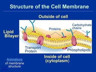 Outside of cell
Inside of cell
(cytoplasm)
Lipid
Bilayer
Proteins
Transport
Protein Phospholipids
Carbohydrate
chains
Structure of the Cell Membrane
Go to
Section:
Animations
of membrane
structure
 