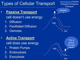 Types of Cellular Transport
• Passive Transport
cell doesn’t use energy
1. Diffusion
2. Facilitated Diffusion
3. Osmosis
• Active Transport
cell does use energy
1. Protein Pumps
2. Endocytosis
3. Exocytosis
high
low
This is
gonna
be hard
work!!
high
low
Weeee!!
!
•Animations of Active
Transport & Passive
Transport
 