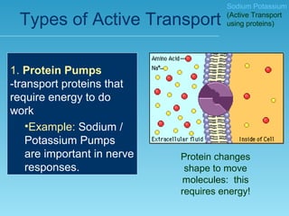 Cell transport notes | PPT