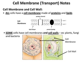 Cell Membrane (Transport) Notes
Cell Membrane and Cell Wall:
• ALL cells have a cell membrane made of proteins and lipids
Cell
Membrane
lipid bilayer
protein channel
protein pump
Layer 1
Layer 2
• SOME cells have cell membranes and cell walls – ex: plants, fungi
and bacteria
Cell
Membrane
Cell Wall
 