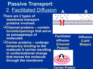 Cell Transport PowerPoint, including active transport, passive ...