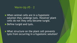 Warm-Up #5 – 2
 When animal cells are in a hypotonic
solution they undergo lysis. However plant
cells do not they only become turgid.
 Define turgid and lysis.
 What structure on the plant cell prevents
lysis from occurring in a hypotonic solution?
 