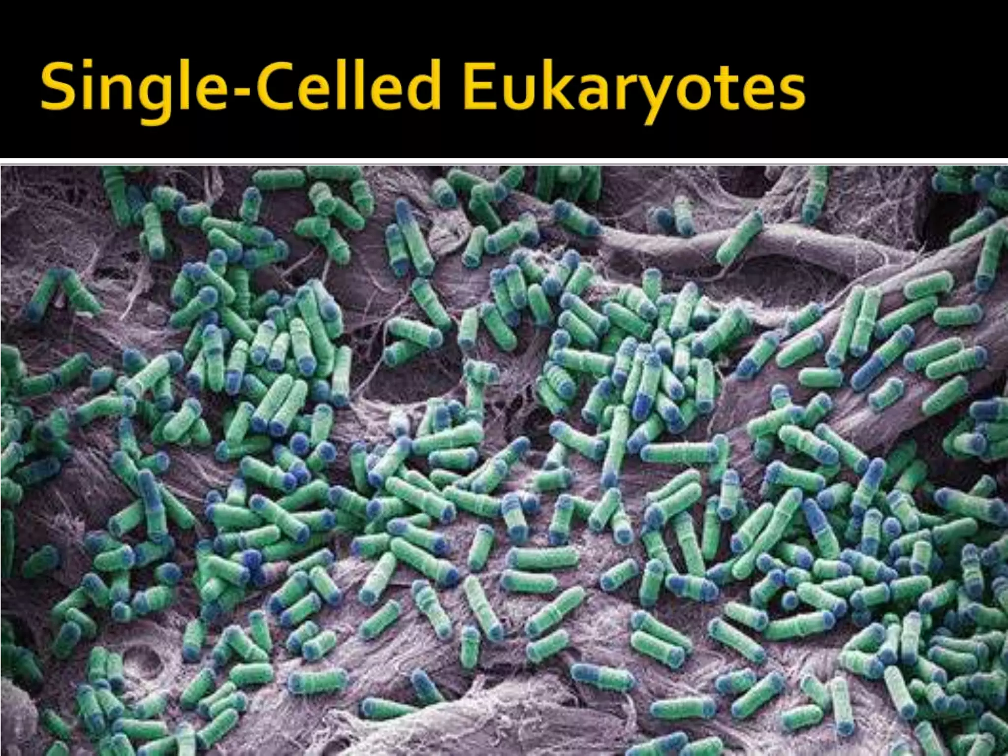 Single-Celled Eukaryotes