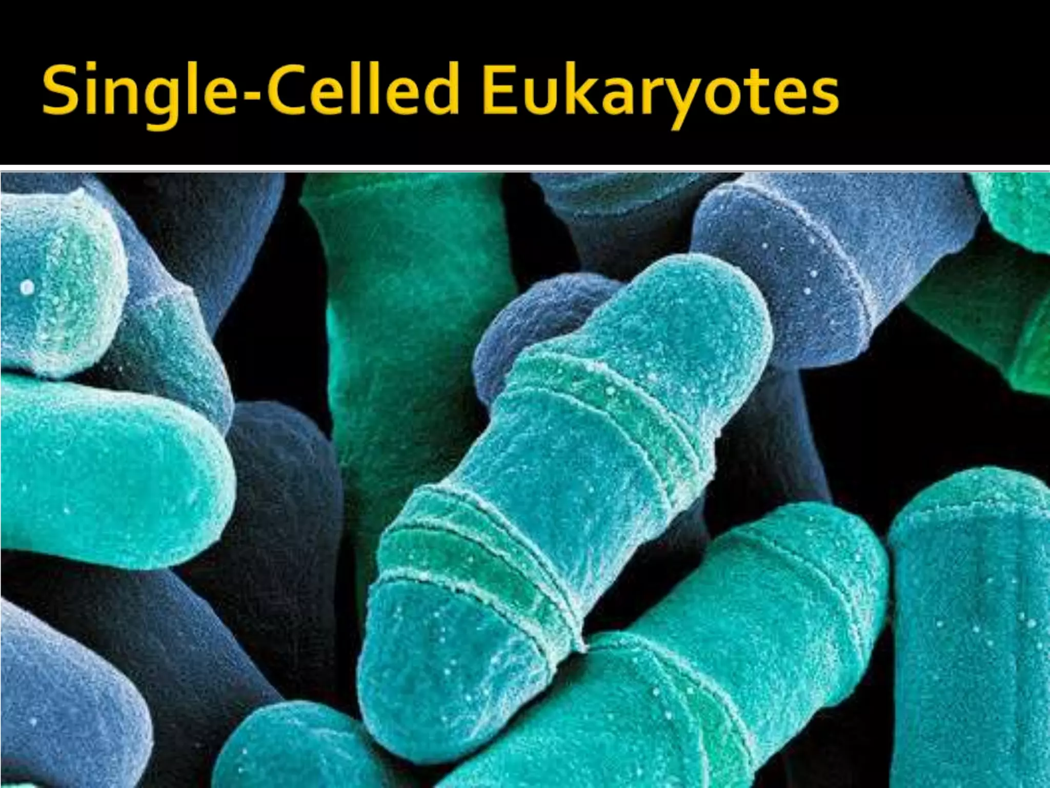 Single-Celled Eukaryotes