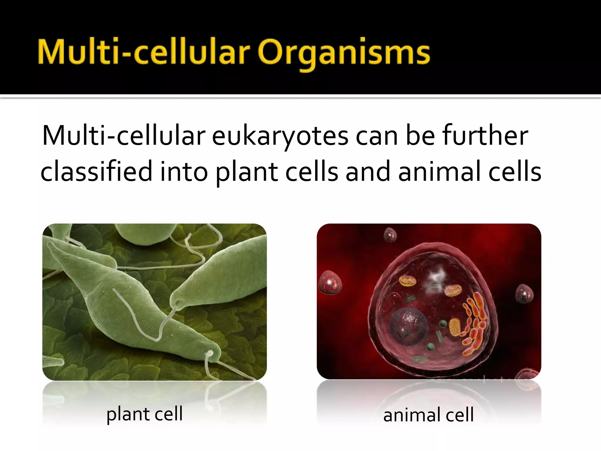 Multi-cellular OrganismsMulti-cellular eukaryotes can be further classified into plant cells and animal cellsplant cellanimal cell