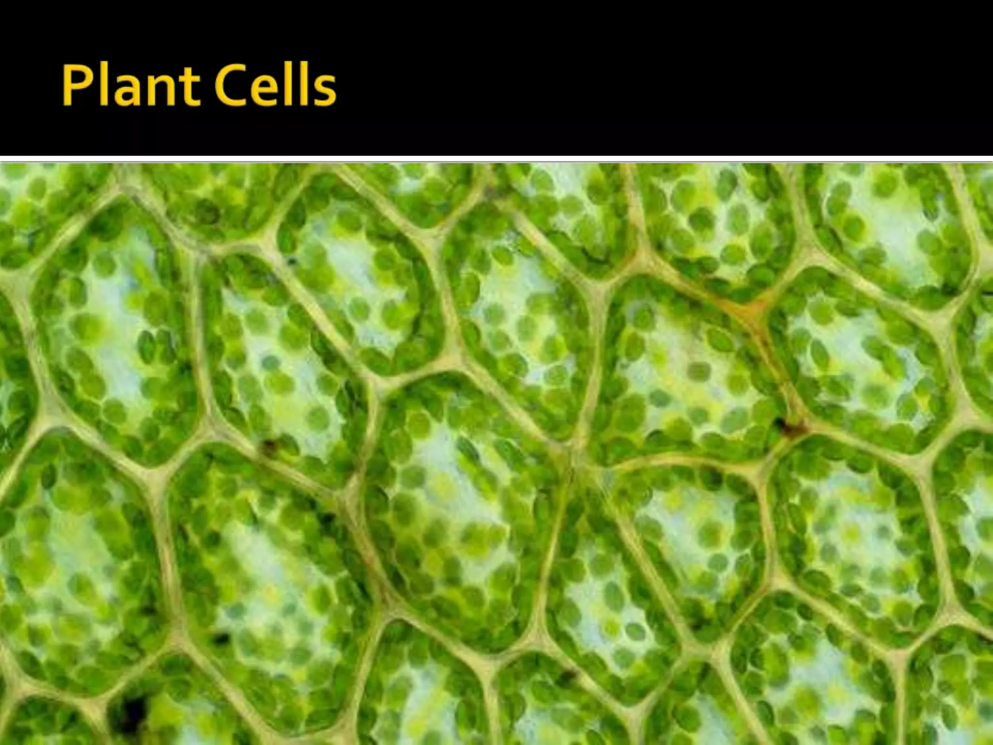 Plant Cells