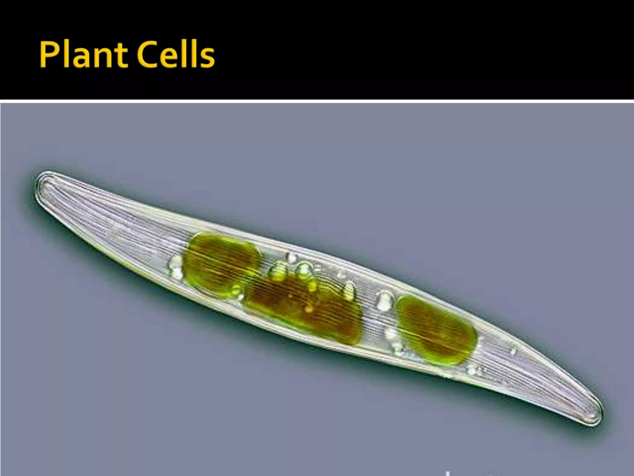 Plant Cells