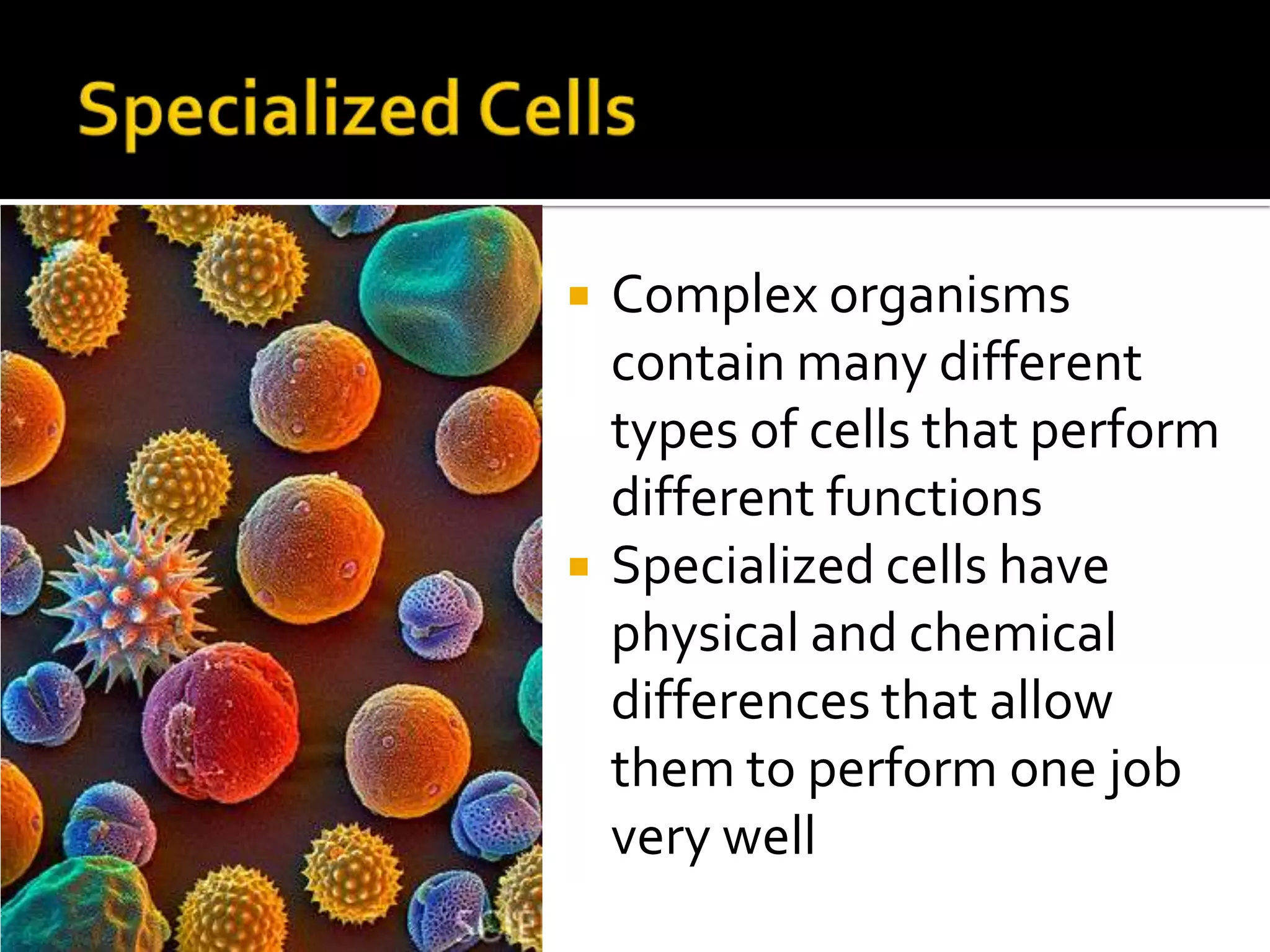 Specialized CellsComplex organisms contain many different types of cells that perform different functionsSpecialized cells have physical and chemical differences that allow them to perform one job very well