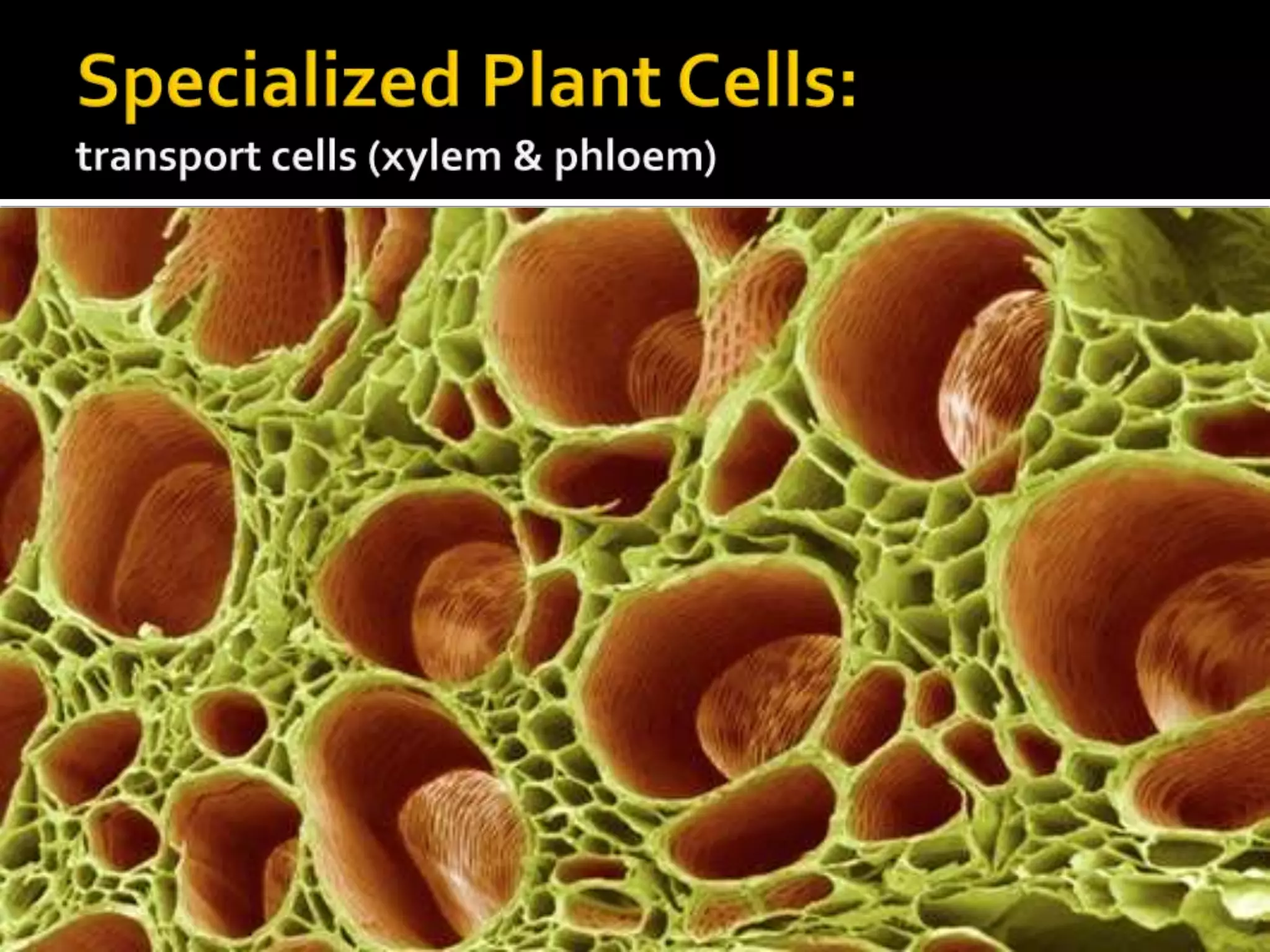 Specialized Plant Cells:transport cells (xylem & phloem)