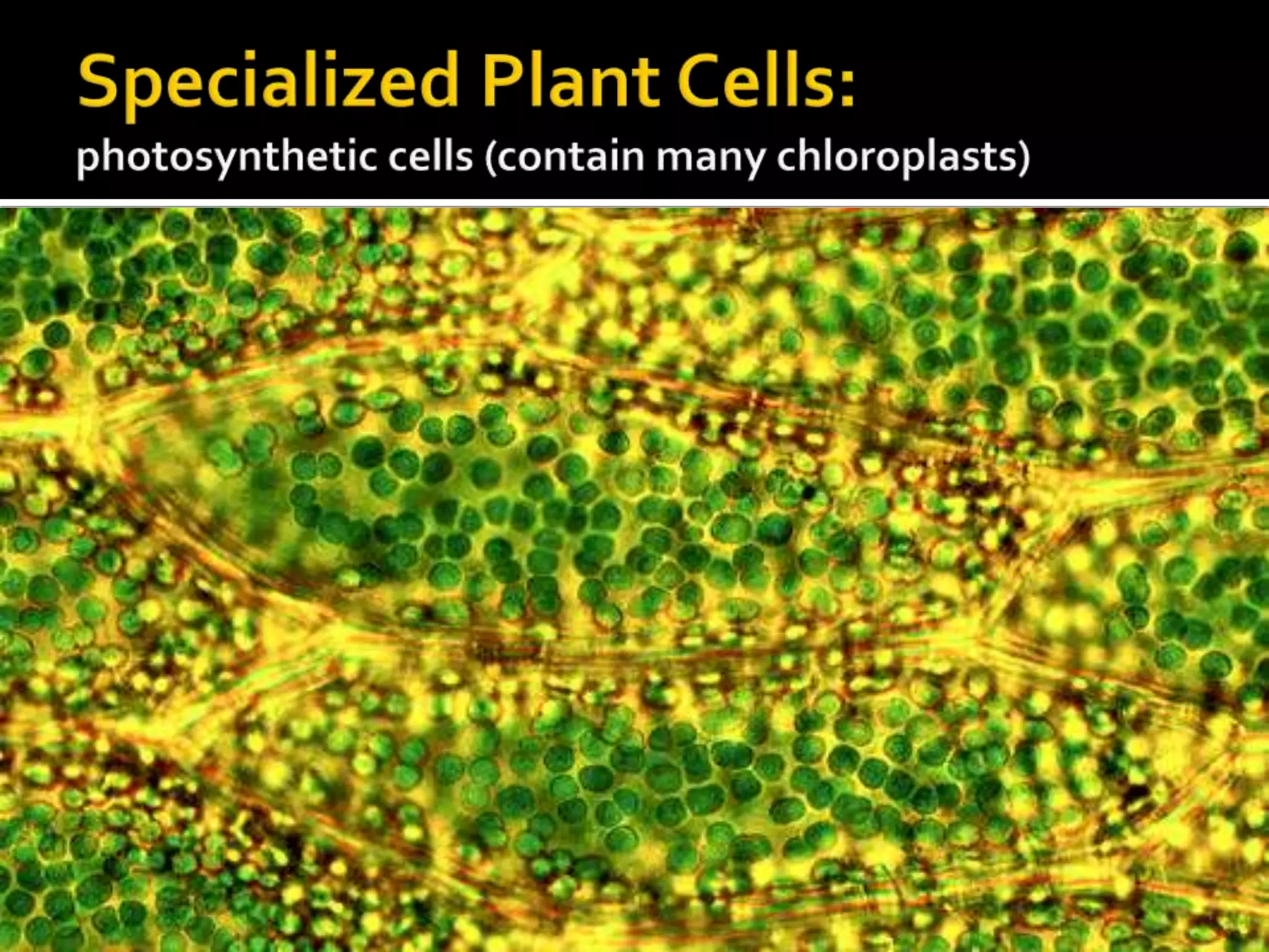 Specialized Plant Cells:photosynthetic cells (contain many chloroplasts)