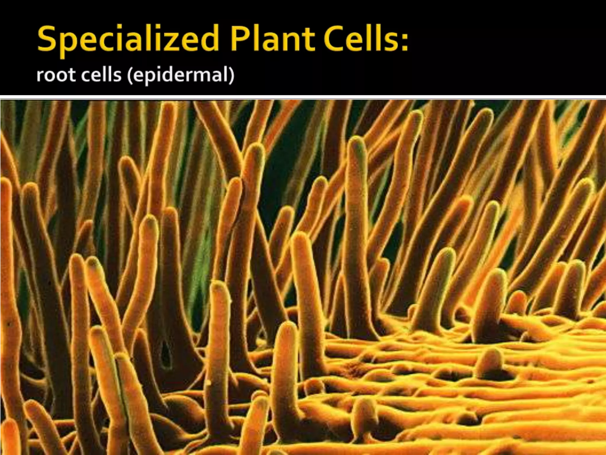 Specialized Plant Cells:root cells (epidermal)