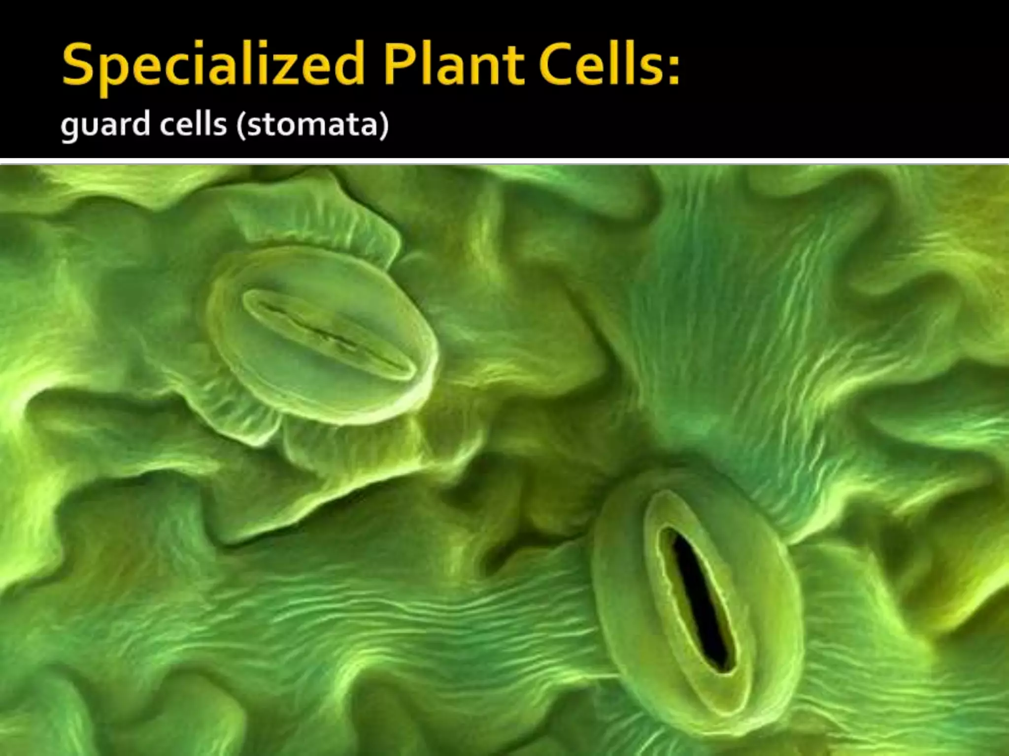 Specialized Plant Cells:guard cells (stomata)