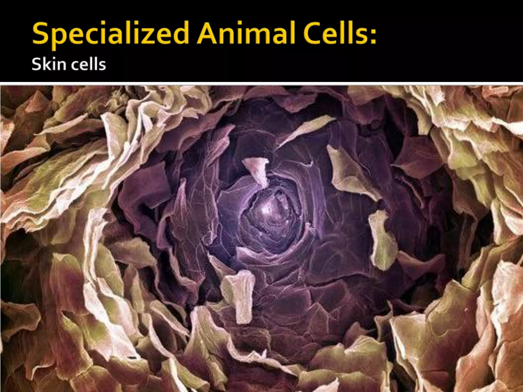Specialized Animal Cells:Skin cells