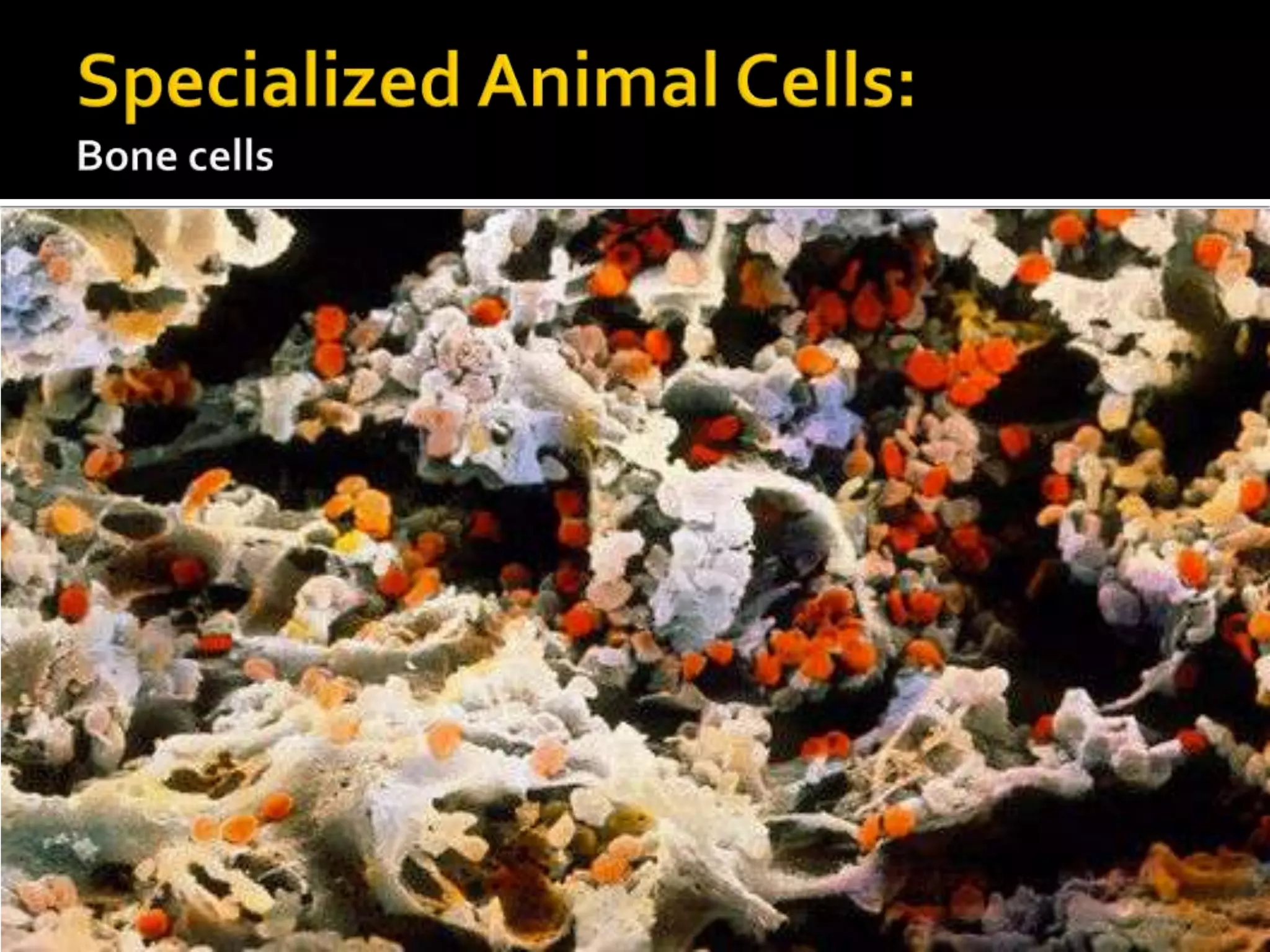 Specialized Animal Cells:Bone cells