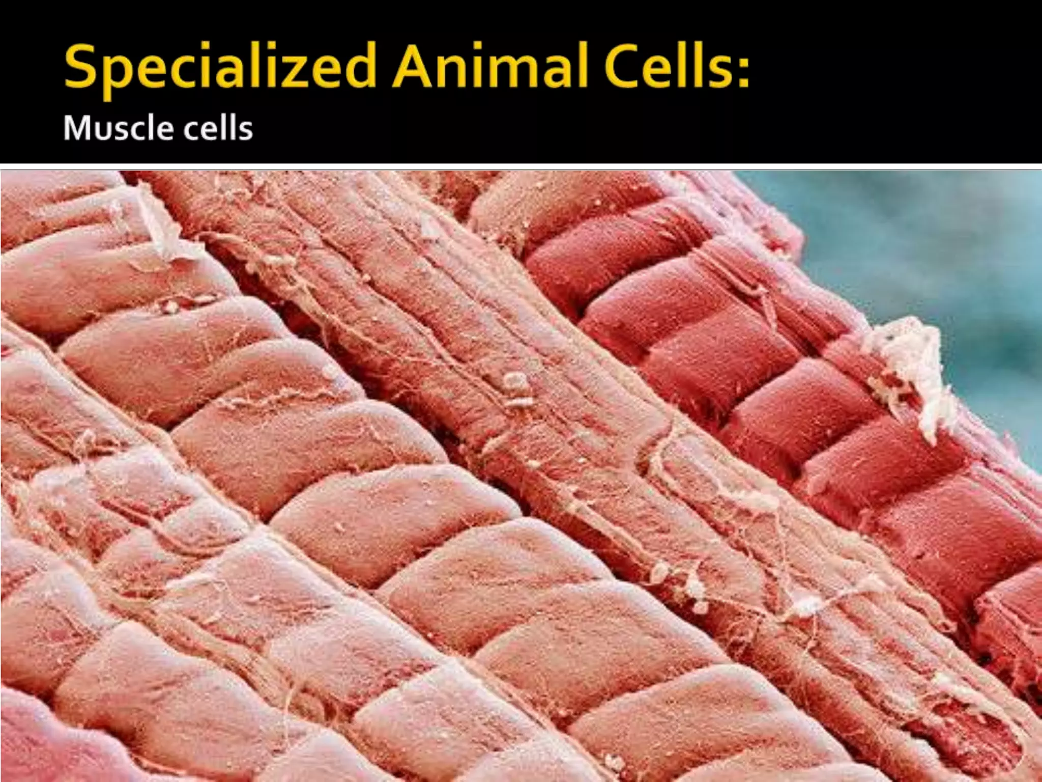 Specialized Animal Cells:Muscle cells