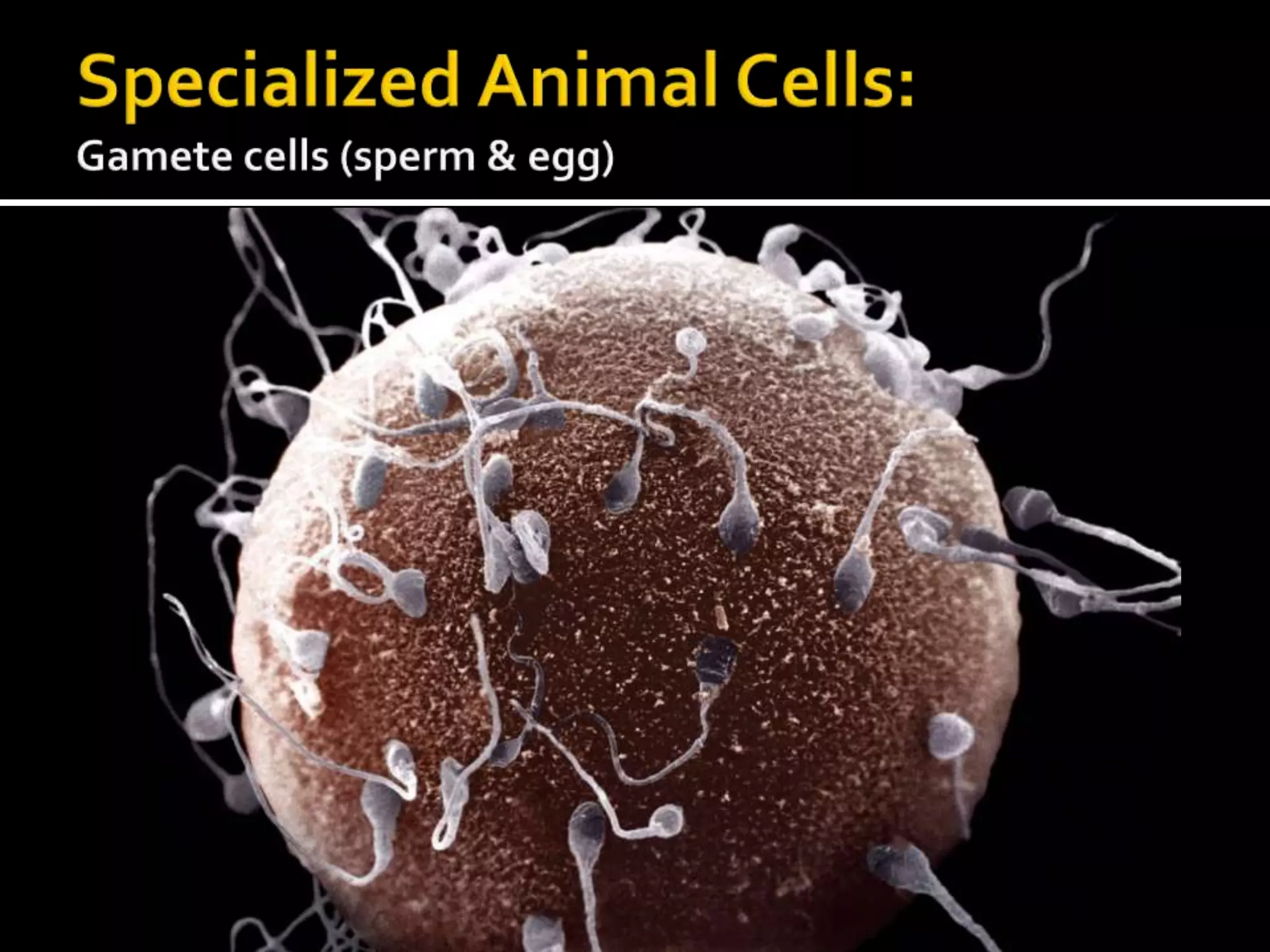 Specialized Animal Cells:Gamete cells (sperm & egg)
