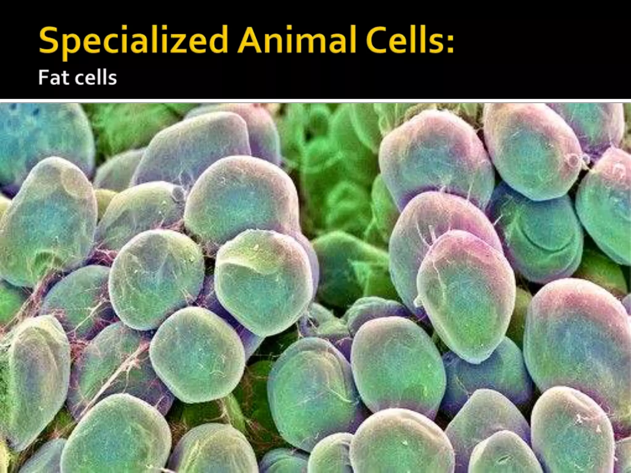 Specialized Animal Cells:Fat cells