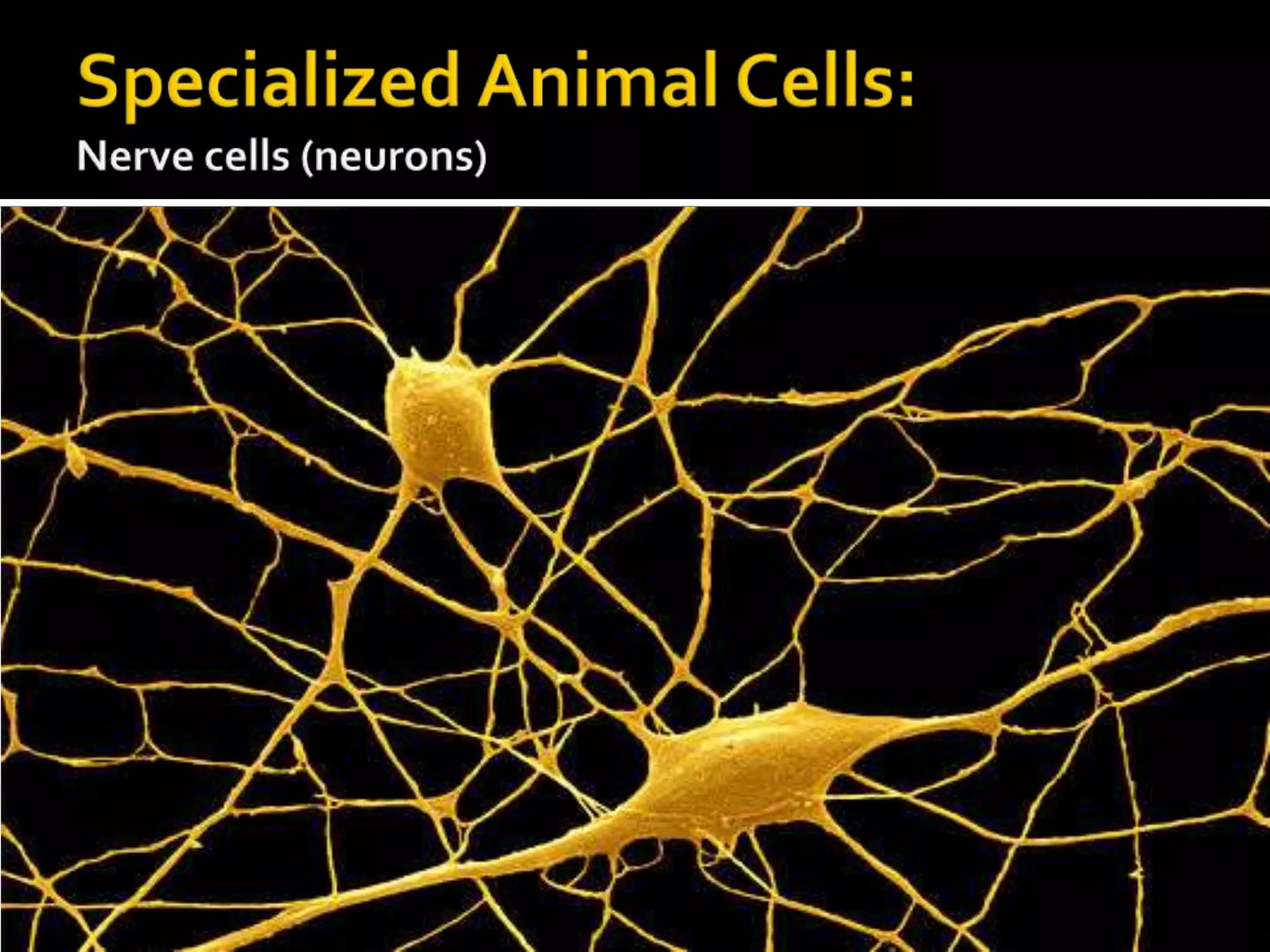 Specialized Animal Cells:Nerve cells (neurons)