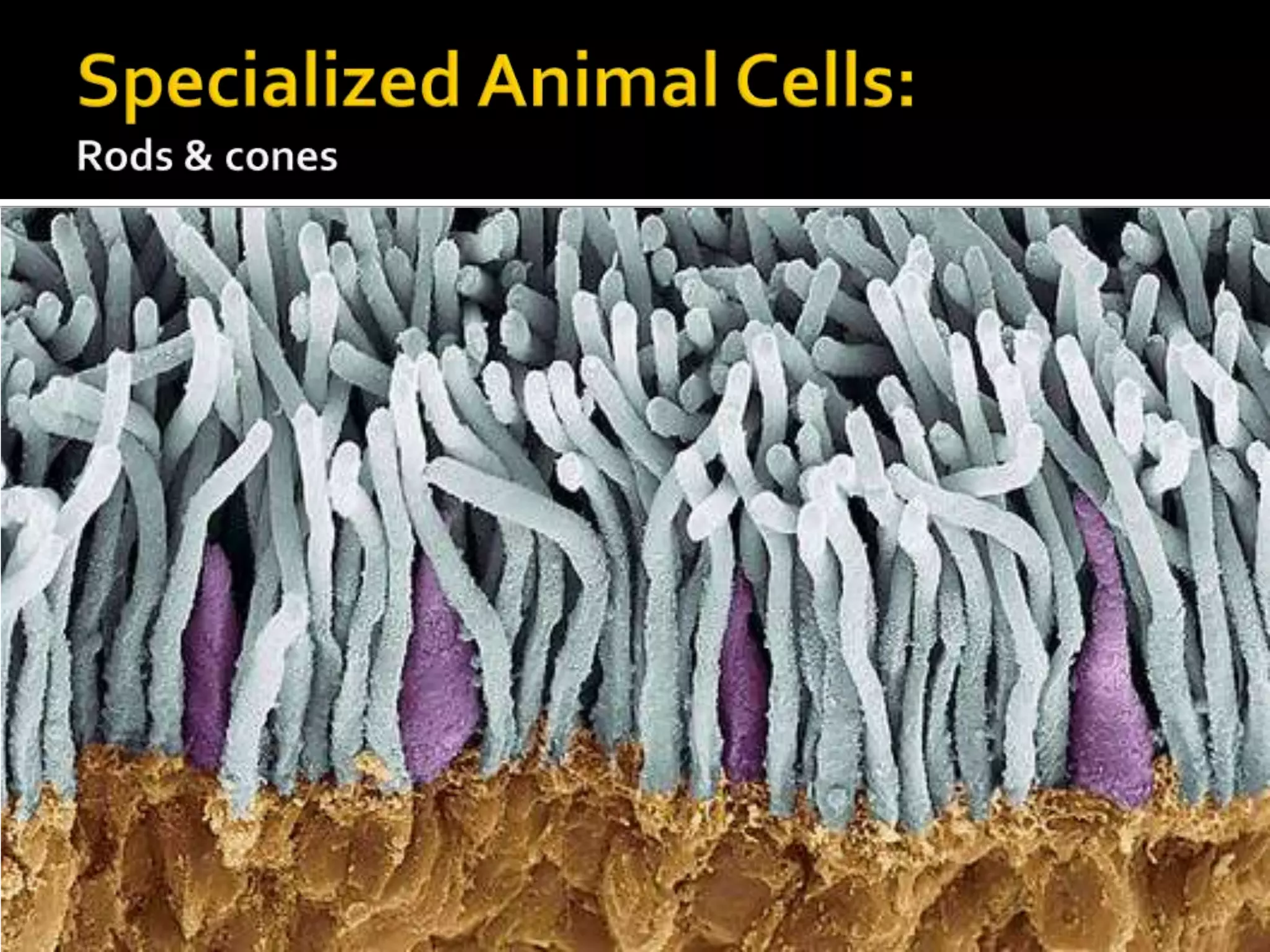 Specialized Animal Cells:Rods & cones