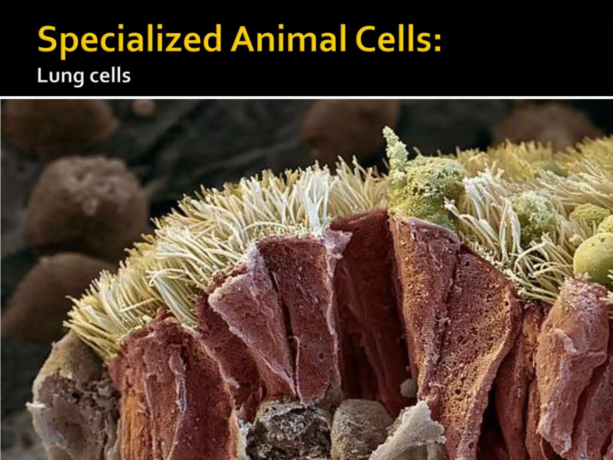 Specialized Animal Cells:Lung cells
