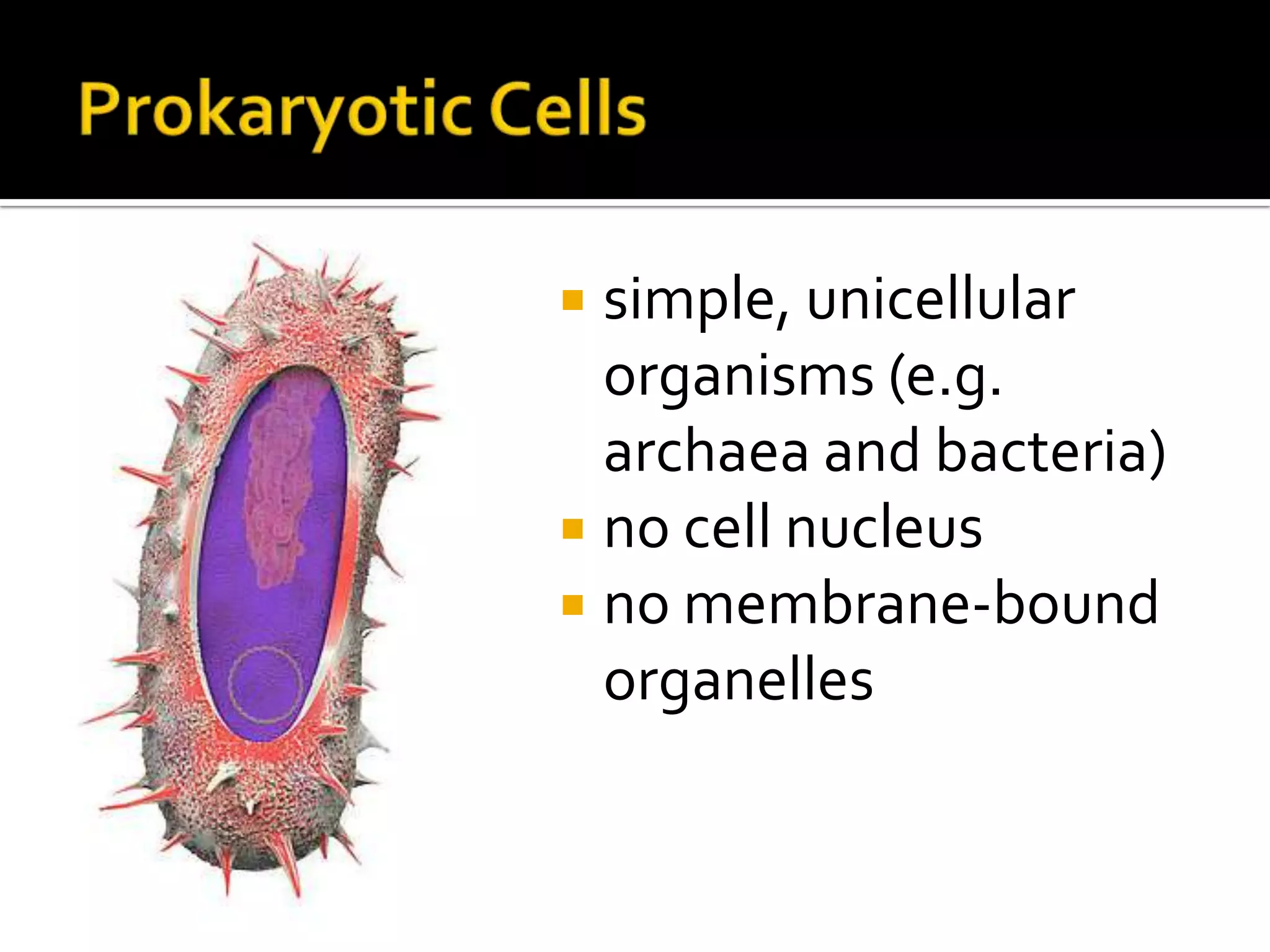 Prokaryotic Cellssimple, unicellular organisms (e.g. archaea and bacteria)no cell nucleusno membrane-bound organelles