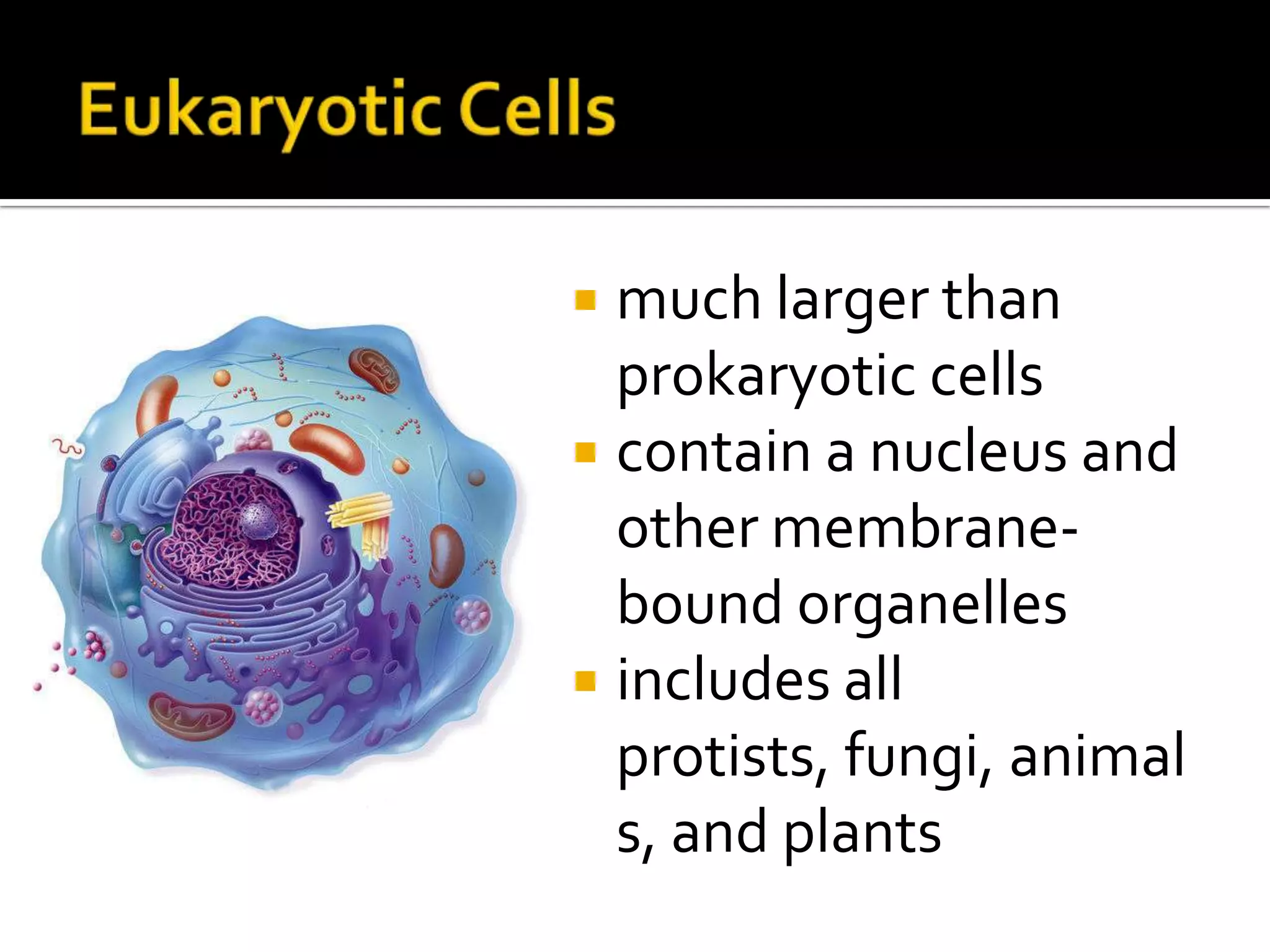 Eukaryotic Cellsmuch larger than prokaryotic cellscontain a nucleus and other membrane-bound organellesincludes all protists, fungi, animals, and plants