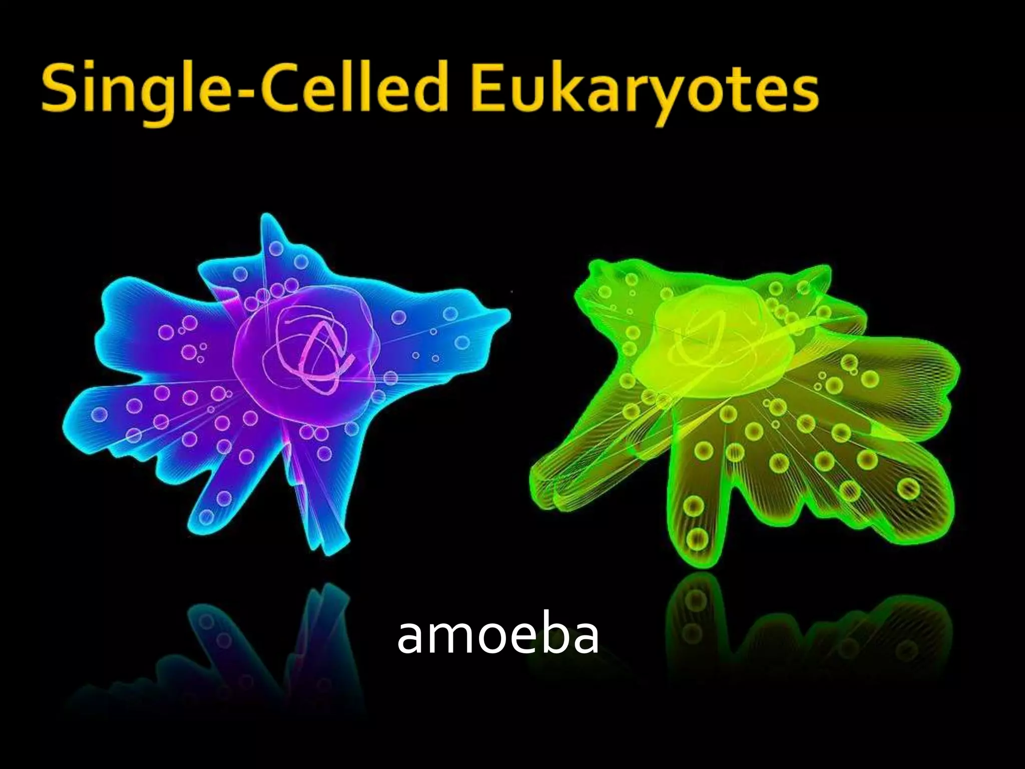 Single-Celled Eukaryotesamoeba