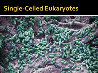 Single-Celled Eukaryotes