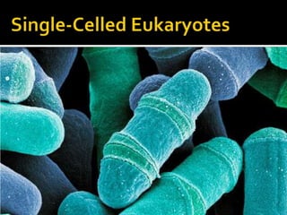 Single-Celled Eukaryotes