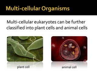 Multi-cellular OrganismsMulti-cellular eukaryotes can be further classified into plant cells and animal cellsplant cellanimal cell