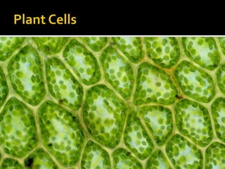 Plant Cells