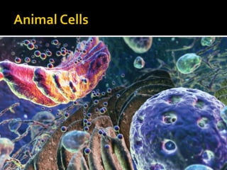 Animal Cells