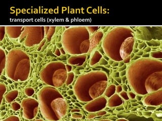 Specialized Plant Cells:transport cells (xylem & phloem)