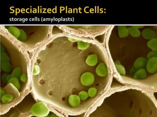 Specialized Plant Cells:storage cells (amyloplasts)