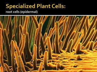 Specialized Plant Cells:root cells (epidermal)