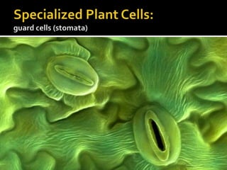 Specialized Plant Cells:guard cells (stomata)